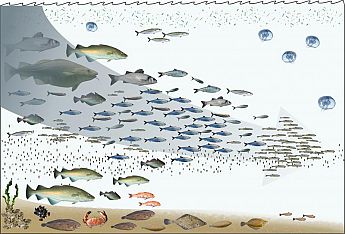 Humans tend to fish down aquatic food webs, meaning they progressively remove top predators, followed by the next trophic level down and so on. This can drastically alter food web structure, often resulting in the dominance of microbes and jellyfish, as shown from left to right in the above diagram. (Image credit: Created by Hans Hillewaert)
