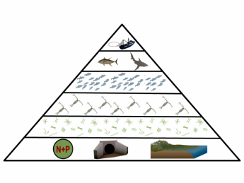 Aquatic trophic pyramid demonstrating human influences, including introduction of nutrients, namely nitrogen and phosphorous (N+P), to the base of the food, and the removal biomass from the top of the food web through fishing. (Image credit: Diagram: David Elliott; Symbols: UMCES Integration and Application Network) Trophic pyramid
