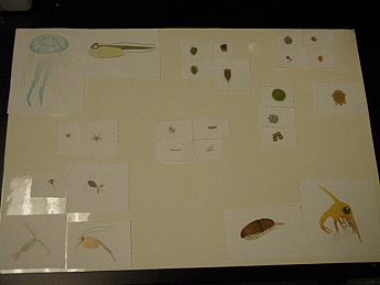 Example of possible grouping of plankton. (Image credit: Ali Barba, Carol Smith)