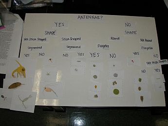 Example of a dichotomous key. This is just an example of what the students might come up with. There is not right or wrong answer. (Image credit: Ali Barba, Carol Smith)