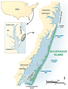 Assateague Island stretches for 59 km (37 mi) along the coasts of Maryland and Virginia, bordered by the Atlantic Ocean to the east and the Sinepuxent and Chincoteague Bays to the west.