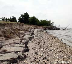 This bayside beach has been eroded away due to wave action and higher tide levels. Bay-side erosion.