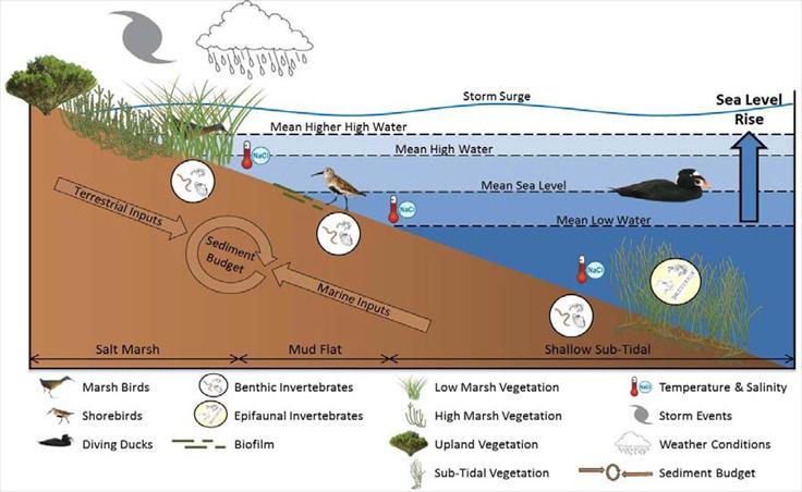 Common estuarine communities and how climate change affects them. Image courtesy of USGS. Climate change and estuaries