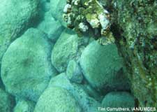 bare substrate