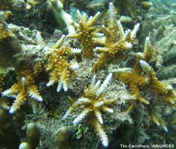bleached coral