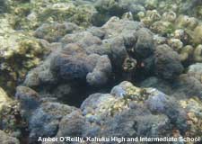 blue soft coral