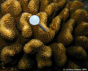 Hard corals have a skeleton that supports them. It is made out of the same substance that shellfish use to make their shells––calcium carbonate. coral polyps and skeleton