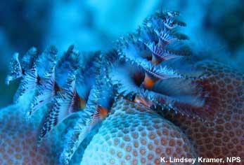 Christmas Tree Worm