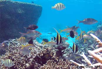 Corals