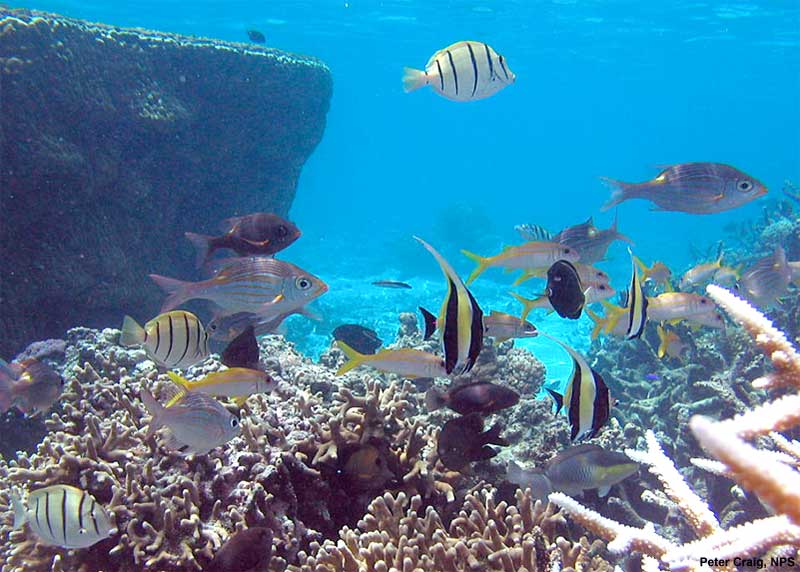 How does a coral reef's food chain work?