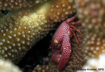 Crab
