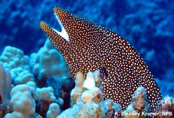Whitemouth Moray Eel