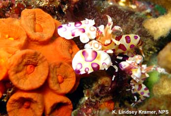 Harlequin Shrimp