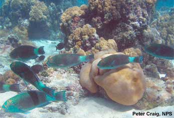 Parrotfish