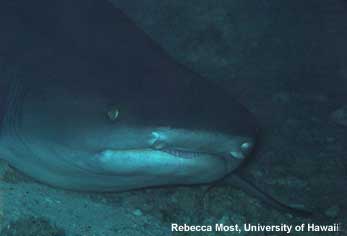 Shark