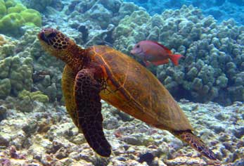 Turtle