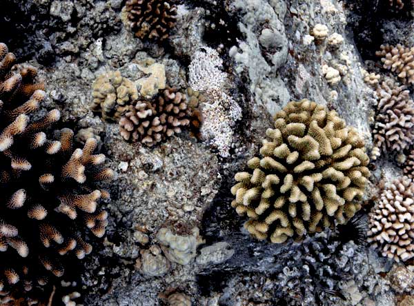 Coral Types