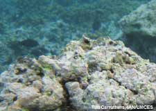 coralline algae