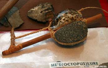 cowry shell lure