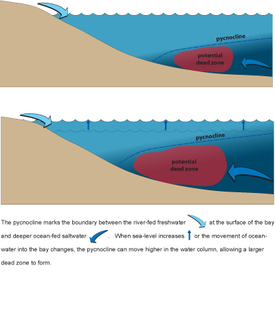 pycnocline diagram