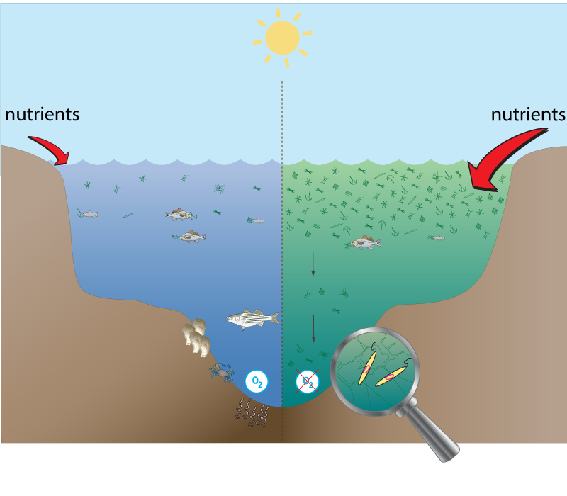 Which process uses oxygen in plants, algae and animals?