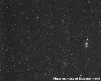 This picture shows a parcel of water containing suspended sediment from the Chesapeake Bay ETM. It is about 1 cm from top to bottom, so the big flocs are about 0.2-0.3 mm across. However, each floc is made up of thousands of tiny particles just a few microns in size. Suspended particles in ETM.