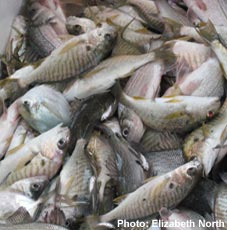 Scientists collect samples of fish to obtain otoliths (ear bones). The otoliths can reveal the health of striped bass. Striped bass