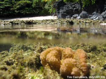 Coral reef with beach and rock in background