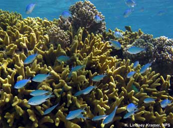 Hard corals, often called the reef-builders, produce a calcium carbonate skeleton. hard coral