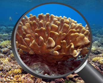 Corals can grow into structures as small as a coin and as large as an entire island. There are thousands of coral species. coral heads and coral reefs