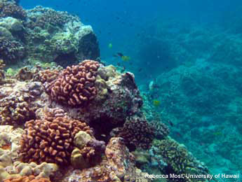 Ancient Hawaiians built settlements near Kaloko-Honokōhau National Historical Park and used coral reef resources for food and tools. Coral reef in KAHO