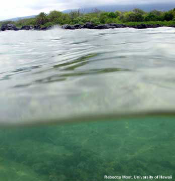 coast and coral reef at KAHO
