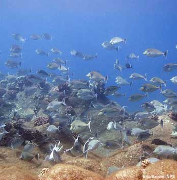 unicornfish on Kalaupapa reef
