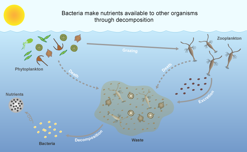 [Image: microbes_bac_decomposition_lge.png]