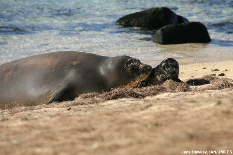 How does a coral reef's food chain work?