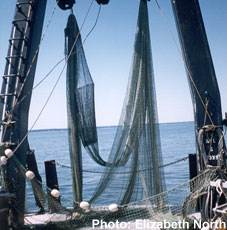 Mid-water trawl: A net used to collect juvenile fish from the surface of the water to the bottom. A standard size has a 9x7m mouth opening. Mid-water trawl net lowered into water.