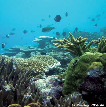 coral reef in National Park of American Samoa