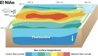During El Nino years, winds shift and blow from the west, pushing warm surface water towards South America, stopping upwelling. el nino