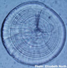 The rings in this otolith (ear bone) indicate the age of the fish from which it came. Stiped bass otolith