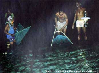 Fishermen in Samoa scooping up palolo with nets