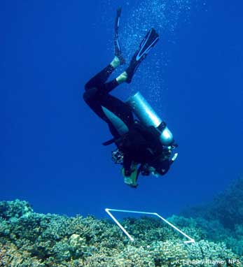 diver conducting a photoquad