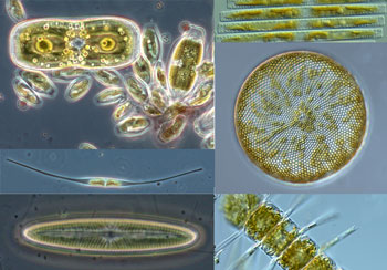 diatoms