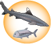 shark and ulua