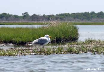With the bay in the foreground and the salt marsh in the background, it is easy to see that it would not take much sea-level rise to submerge the marsh where the seagull stands.