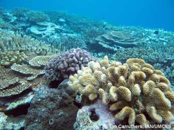 Antler coral, cauliflower coral, and table coral are just a few of the coral types found in the National Park of American Samoa's amazing coral reefs. Coral reef in American Samoa