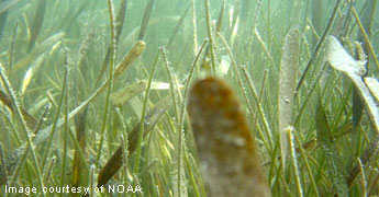 Plants that grow on the blades of seagrass, called epiphytes, are food for many animals (above). A ray finds refuge as it blends in with the seagrass (right). epiphytes