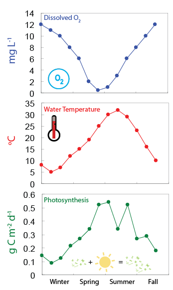 Excess rain and melted snow in the spring bring nutrients to the waters, which support phytoplankton blooms. As the waters warm in the summer, they hold less dissolved oxygen, and bacteria which consume the phytoplankton blooms use up oxygen at a more rapid rate, so hypoxic conditions occur seasonally in some parts of the bay. Seasonal data graph