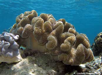 Soft corals do not build calcium carbonate skeletons. Instead, they are supported by tiny spines. soft coral