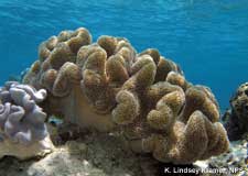 soft coral