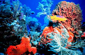 coral workshop